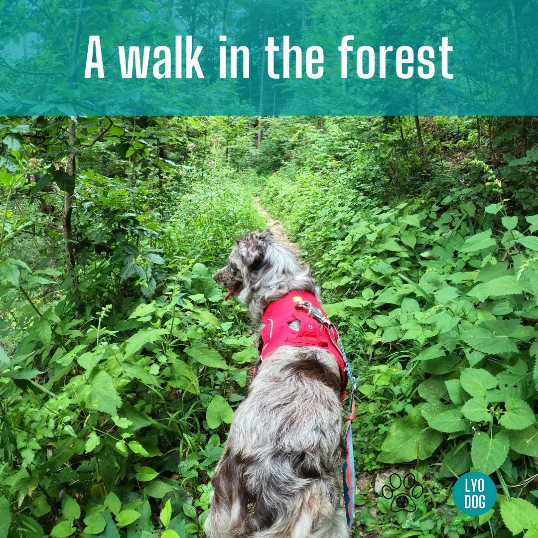 Lyo-dog-Pesomaz-A-walk-in-the-forest